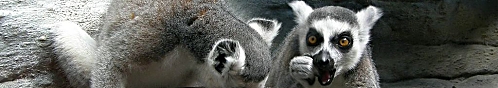 ZOO